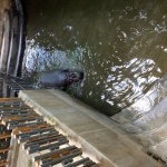 phoca_thumb_m_vlet km 17 Fotogalerie